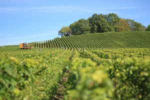 Head into Easley Winery - 6 Best Indianapolis Dating Ideas