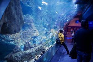 Check Out the Sea Life in Kansas City
