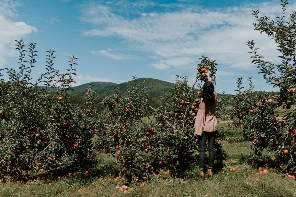 Pick Apples at Aamodt's - Minneapolis Dating Ideas