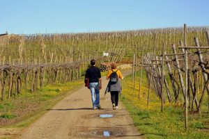 Sip Wine at Chateaux St. Croix Vineyard in Minneapolis