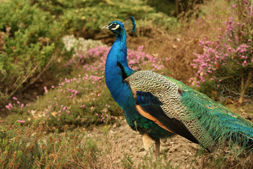 Visit Oakland Zoo for Casual Date